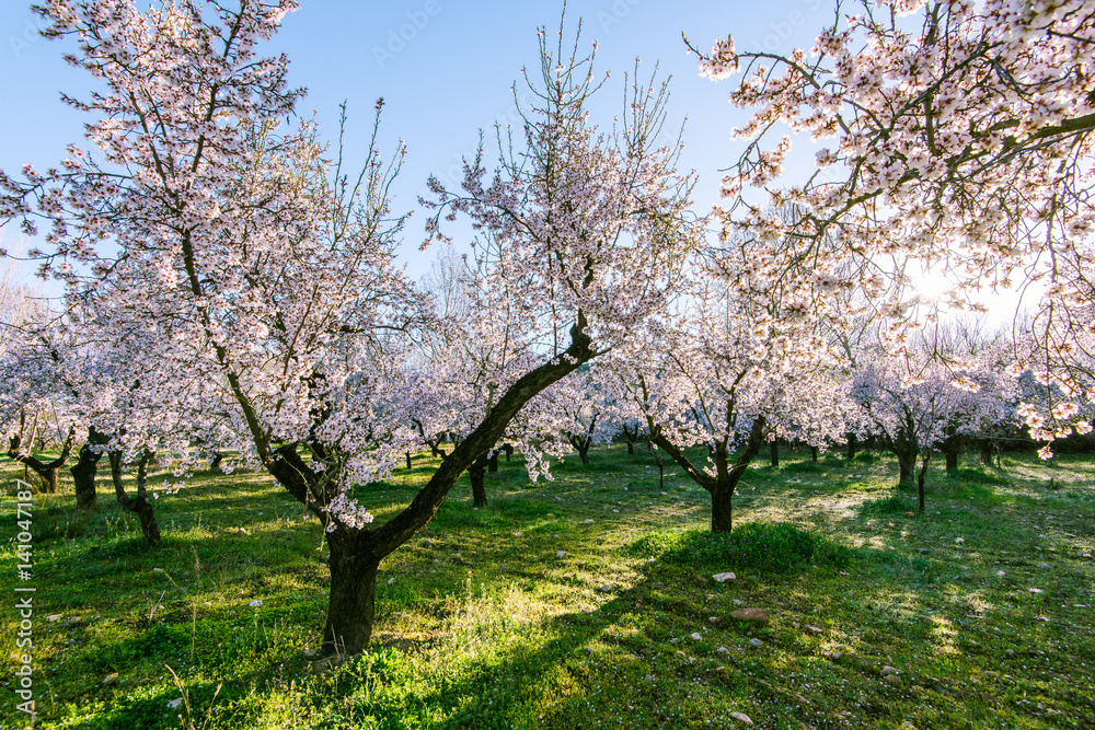 Blooming fruit trees in organic orchard Blooming fruit trees in organic orchard