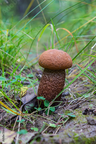 Mushroom birch boletes with a red bonnet grows in the grass photo