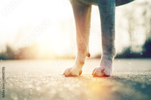 Die Beine und Pfoten eines Labrador Retriever Hundes als Hintergrund