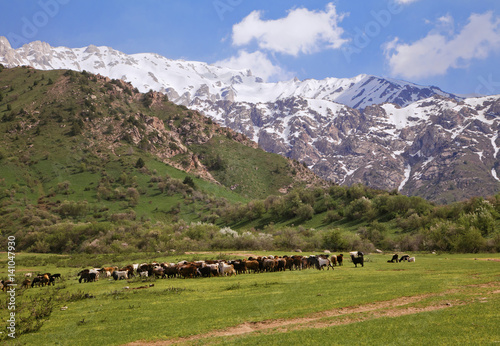 Chimgan mountains, Uzbekistan © Nadezhda Bolotina