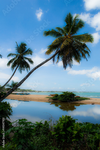 Palm Trees along the Beach in Tangalle, Sri Lanka