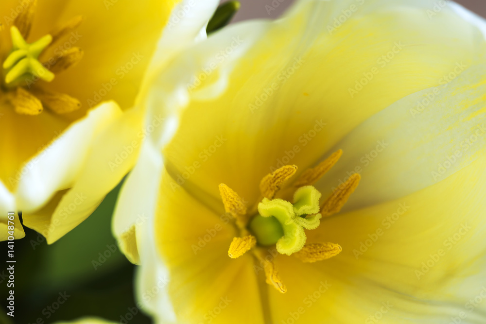 Opened petals of bud of yellow tulip close-up - macro Opened petals of bud of yellow tulip close-up - macro
