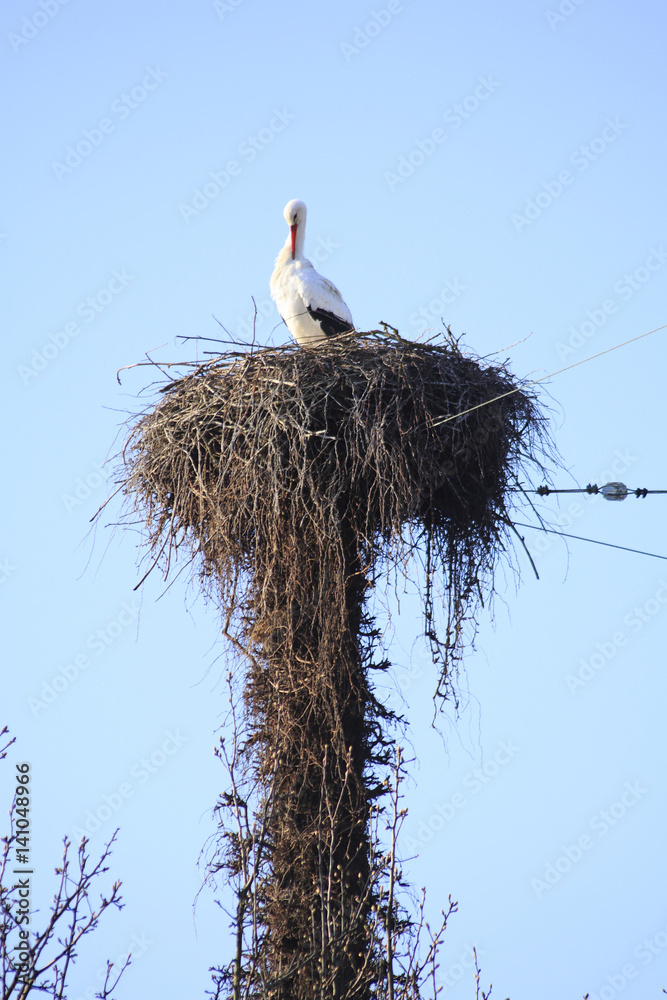 Fototapeta premium Storch im Nest