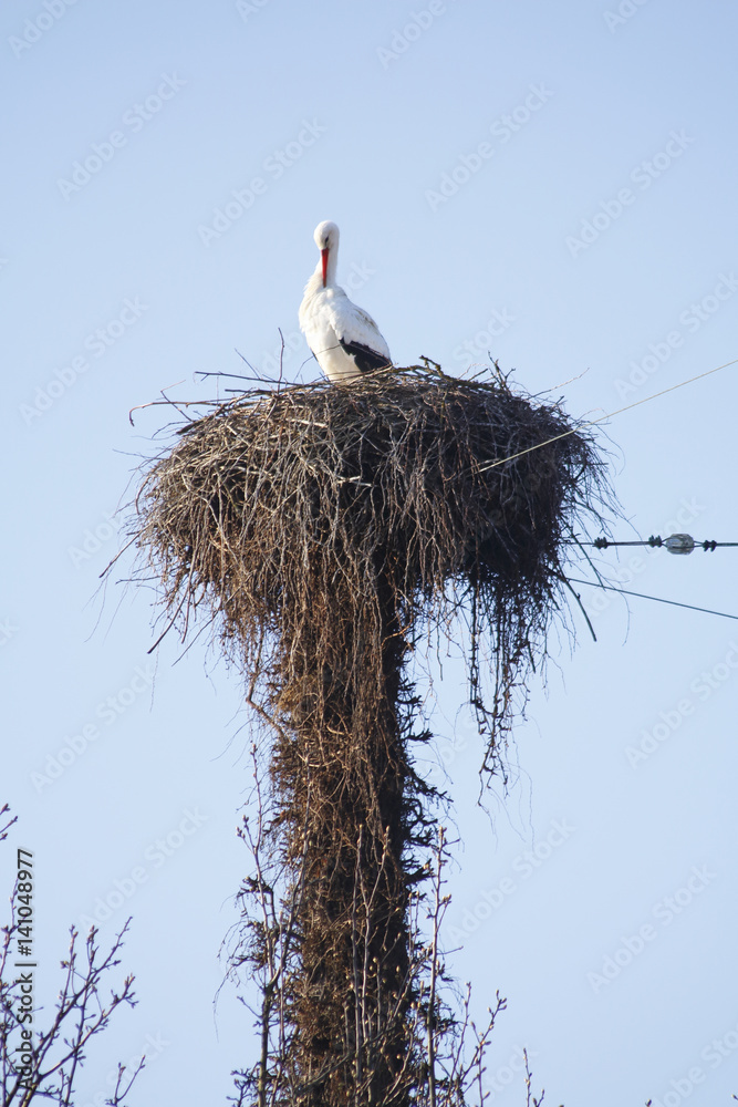 Fototapeta premium Storch im Nest