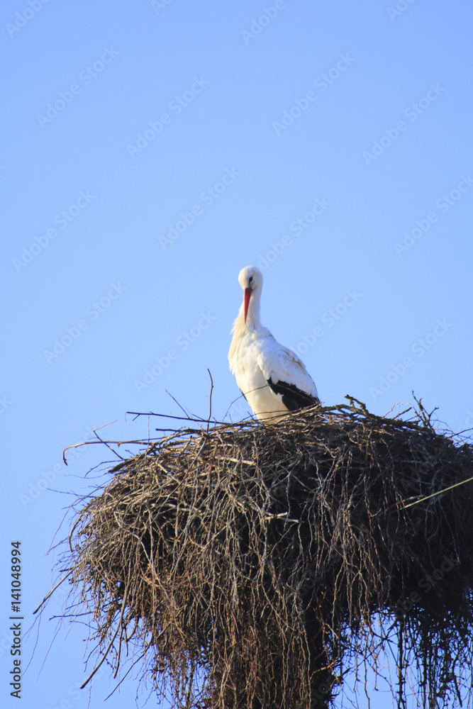 Fototapeta premium Storch im Nest