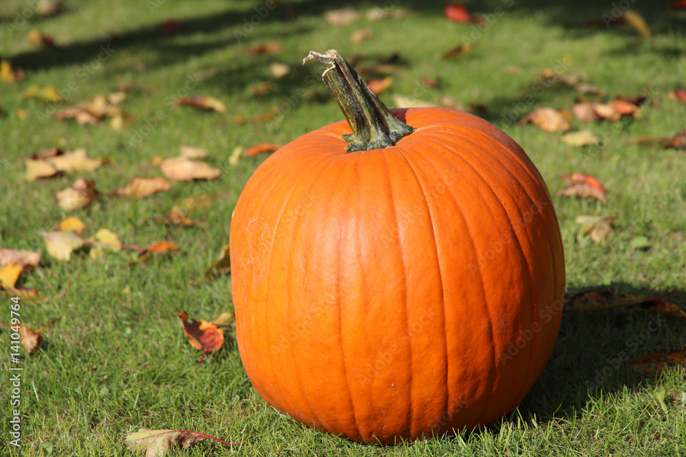 big orange pumpkin big orange pumpkin