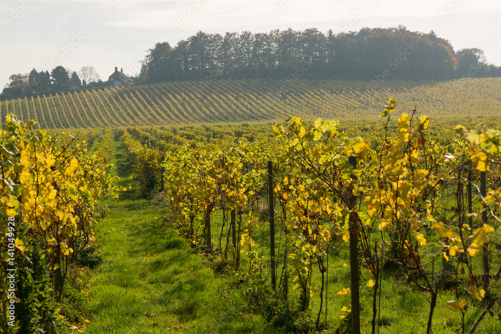 Autumn (Fall) colours in vineyard at Dorking, Surrey, England