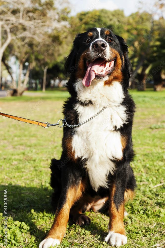 Berner Sennenhund Dog Portrait at the Park Berner Sennenhund Dog Portrait at the Park