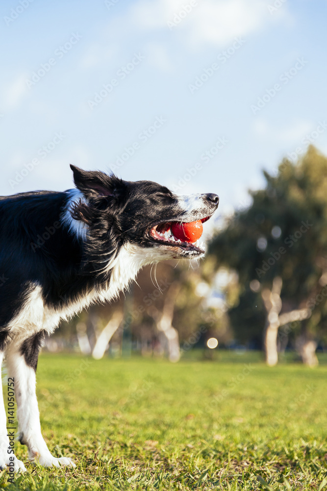 Dog Fetching in the Park