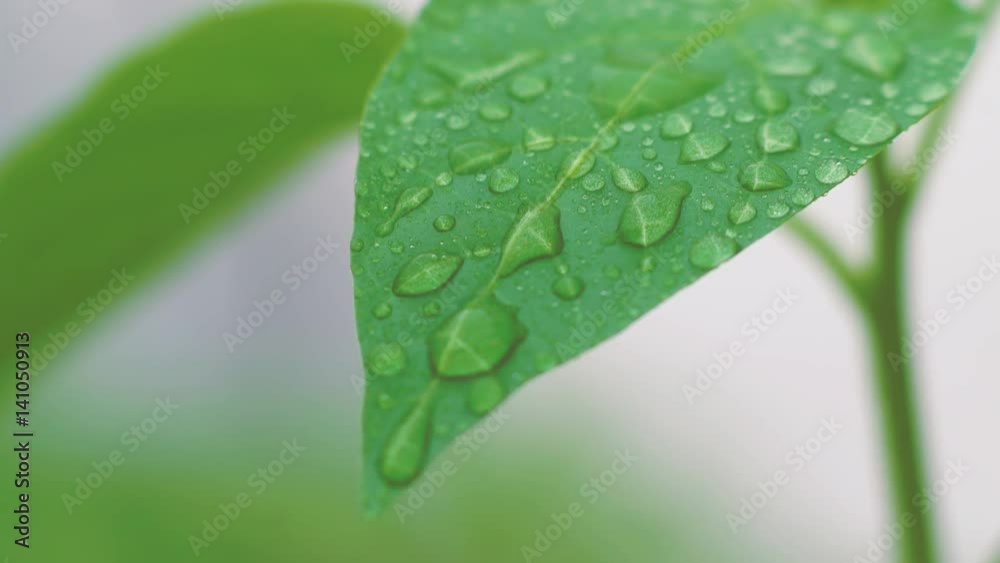 Green pepper lime in the rain Green pepper lime in the rain