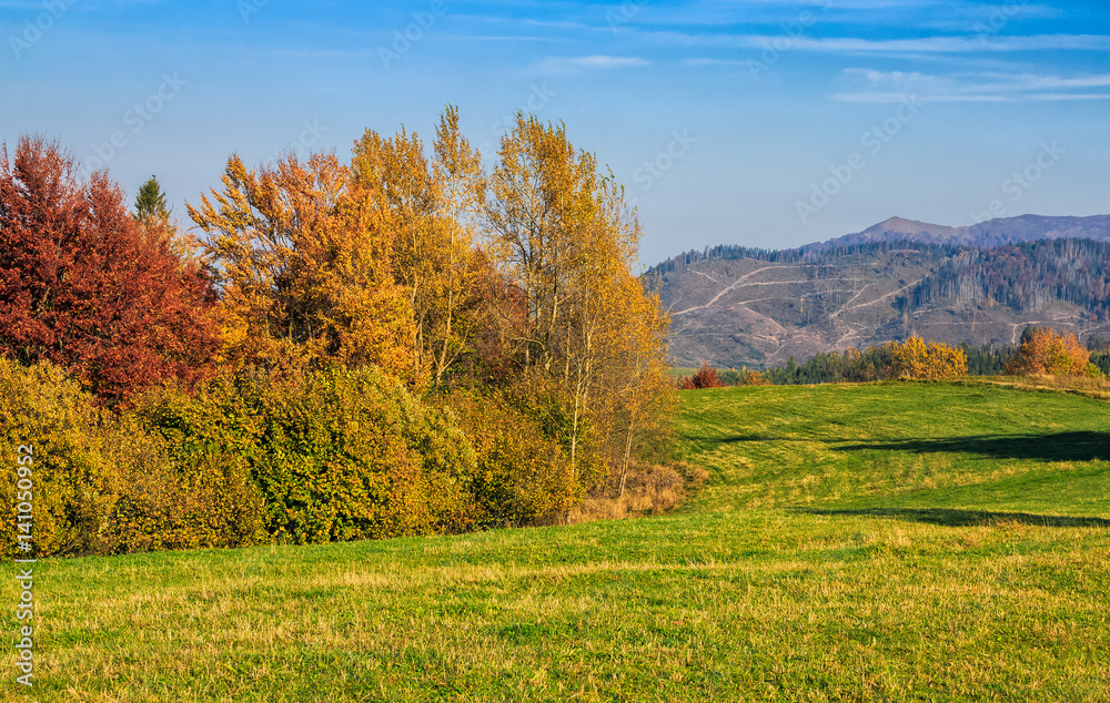 forest in red foliage on sunny autumn day forest in red foliage on sunny autumn day