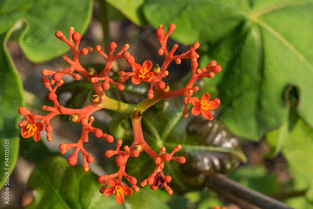 Jatropha podagrica Hook