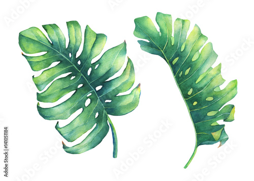 Set of big tropical green leaf of Monstera plant. Hand drawn watercolor painting on white background.