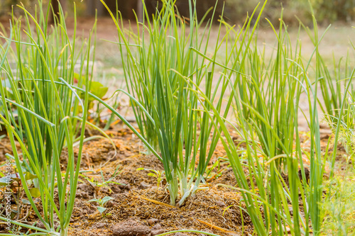 Quadro em tela The green onions grow in a kitchen garden