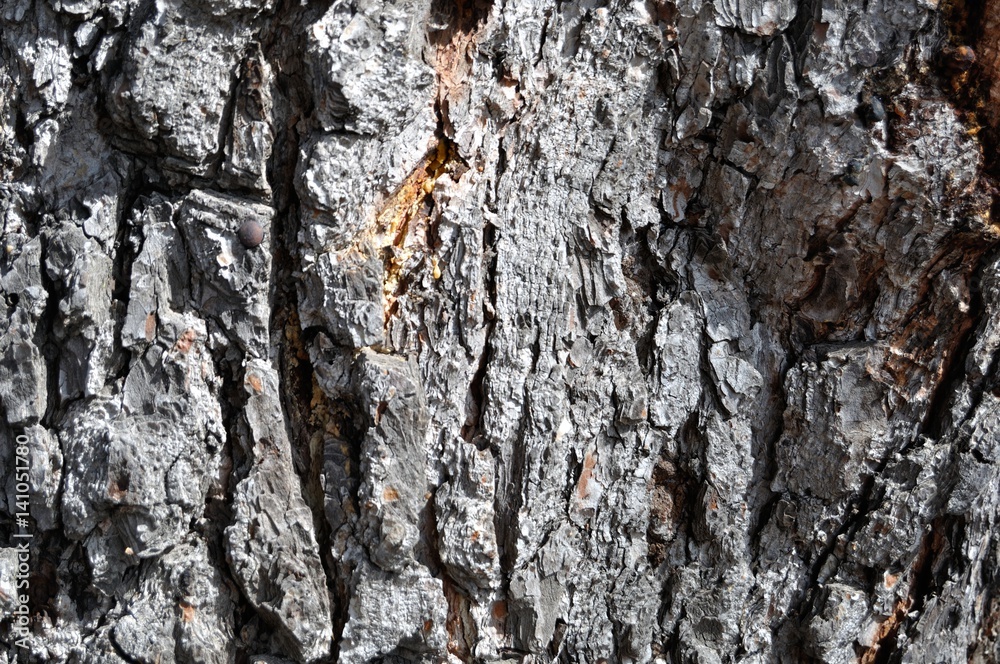 Textura de corteza de árbol Textura de corteza de árbol