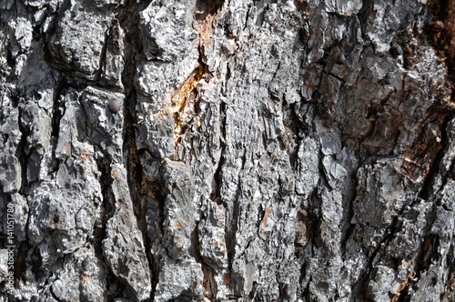 Textura de corteza de árbol © alfonsosm