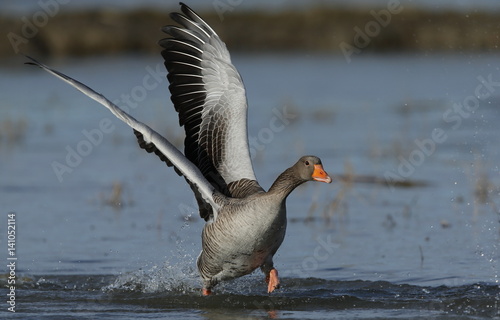 Oca selvatica in decollo sull'acqua