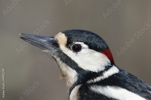 Ritratto di picchio rosso maggiore