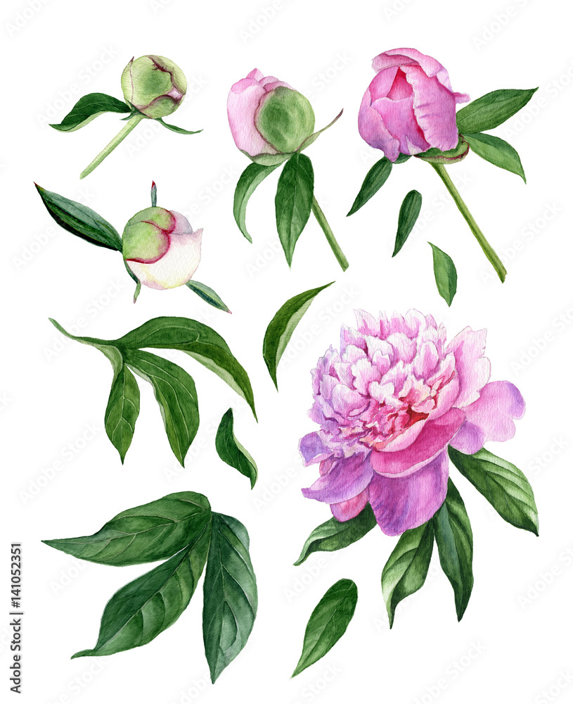 Set of design elements watercolor peony flower, leaves, buds