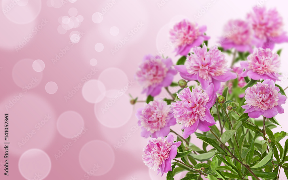 Pink peony on background Pink peony on background