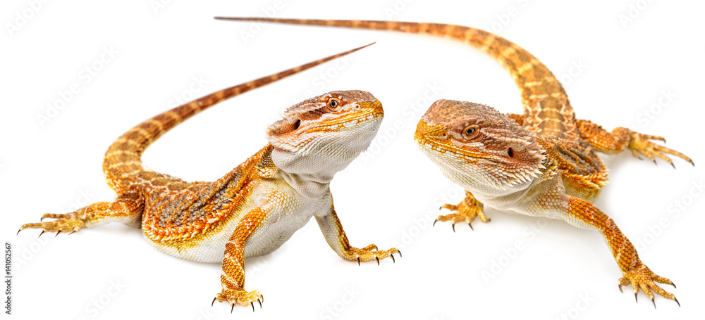 Naklejka premium Bearded dragon - Pogona vitticeps on a white background