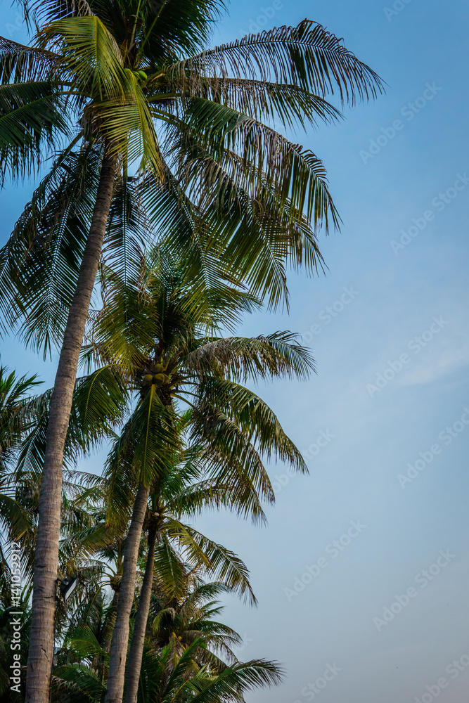 coconut tree coconut tree