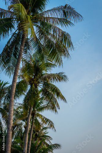 coconut tree © RPA_studio