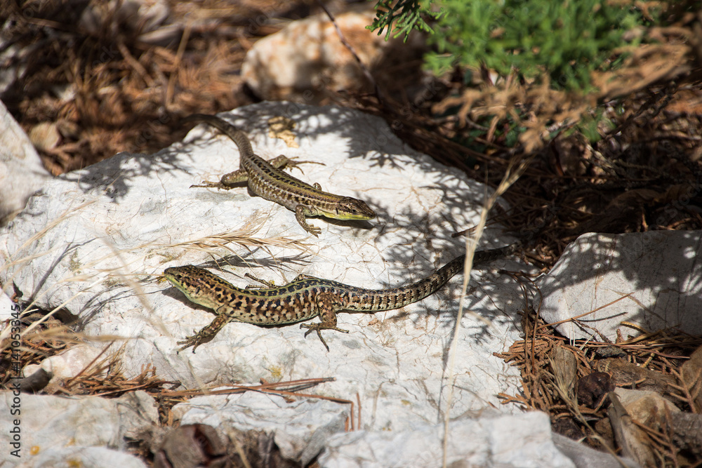 Naklejka premium Lizards