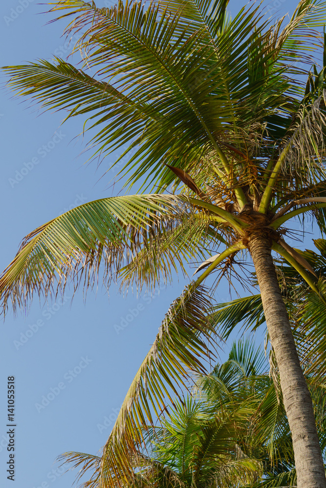 Fototapeta premium coconut tree