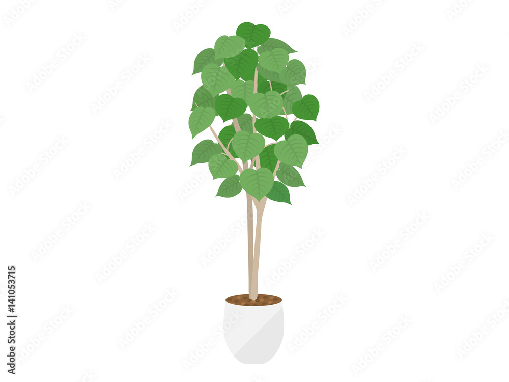 Fototapeta premium 観葉植物