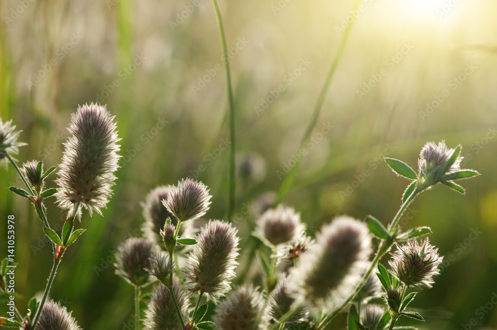 Summer flowering grass