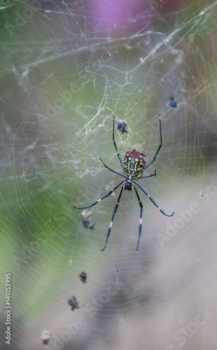 Spider  collecting prey © JOSE