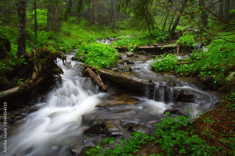 River in the woods