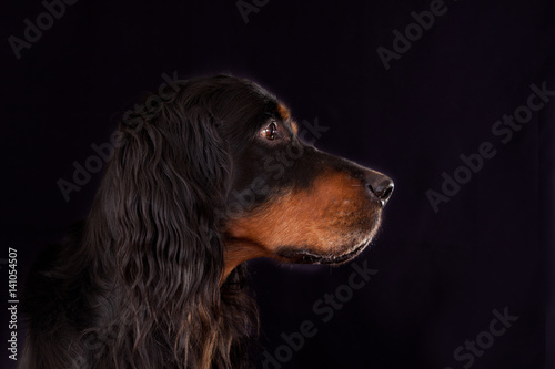 Obraz na płótnie Setter Gordon