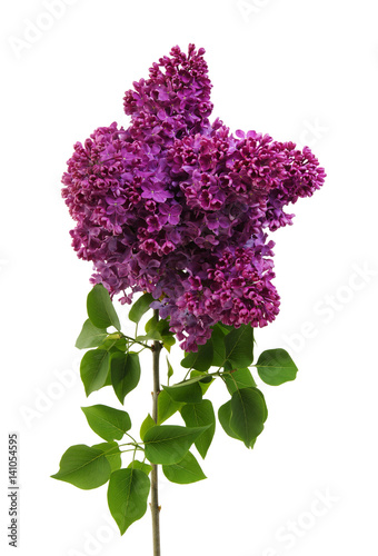 Lilac flower isolated on white