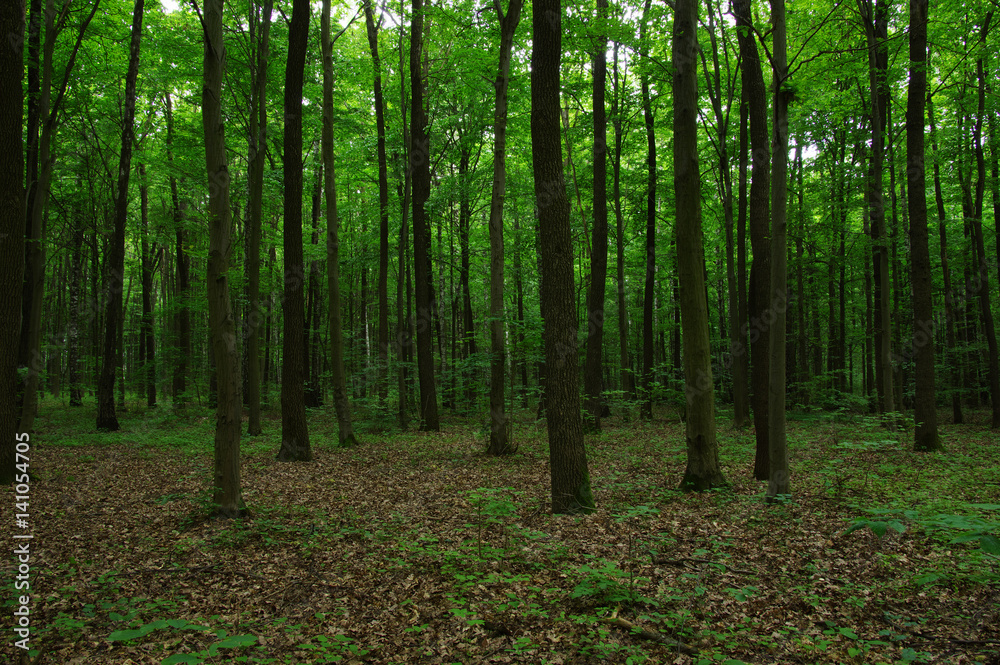 Trees in green forest Trees in green forest