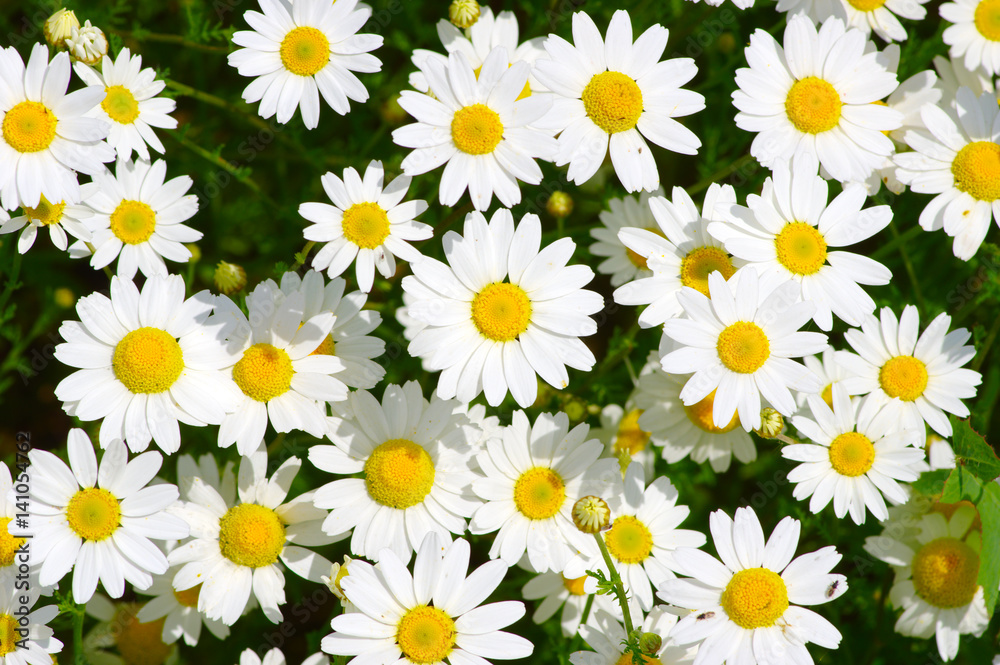 camomiles on green field camomiles on green field