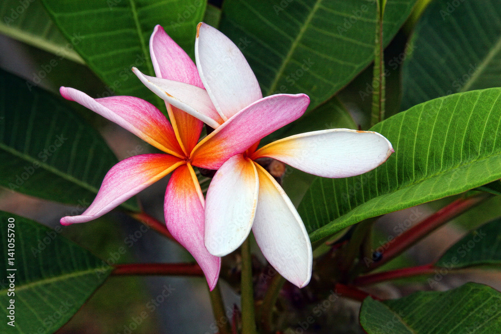 Hawaiian Plumeria
