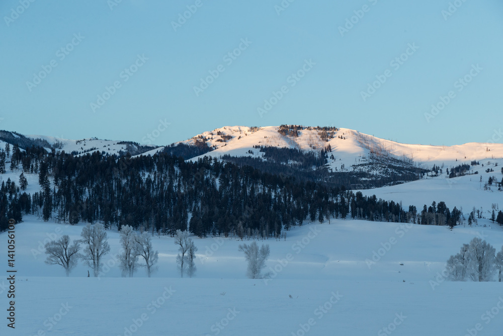 Hoarfrosted trees in Lamar valley, Yellowstone. 