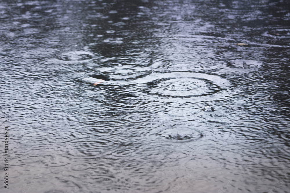 slough and raindropp. slough and raindropp.