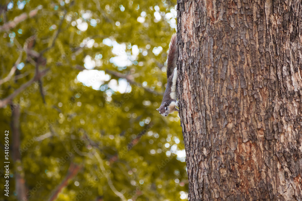 squirrel on tree