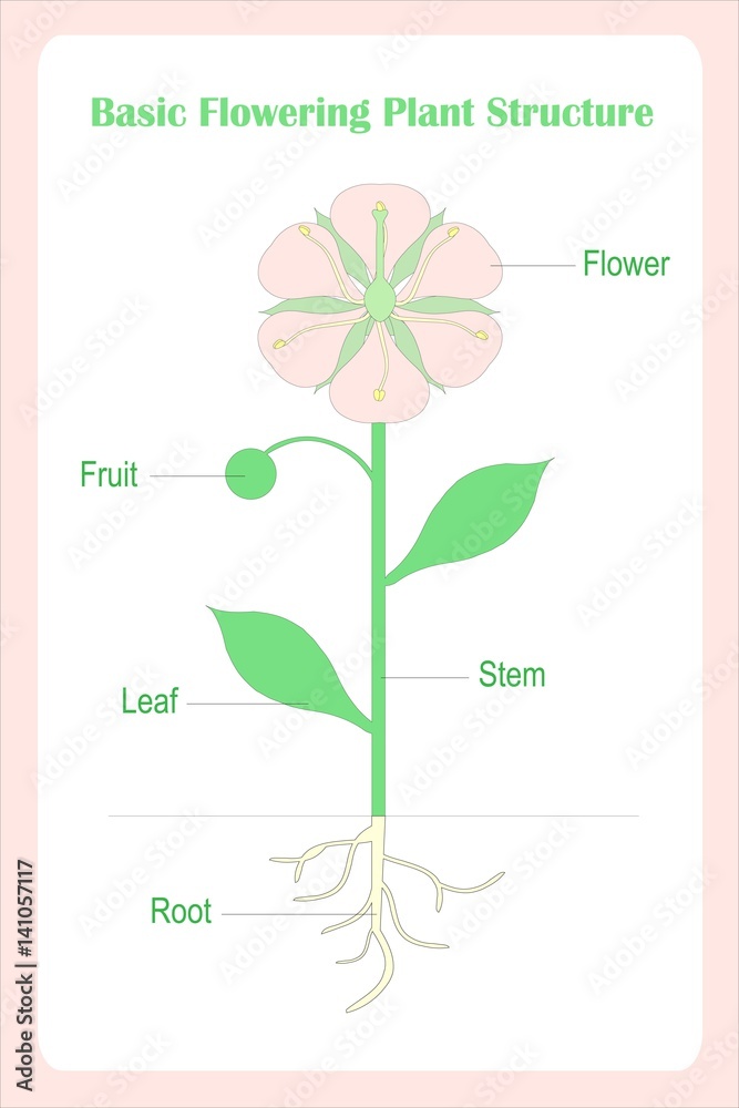 Basic Plant Structure