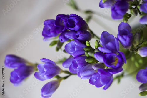 purple Freesia flower © Mircea Costina