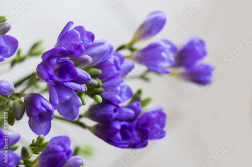 purple Freesia flower