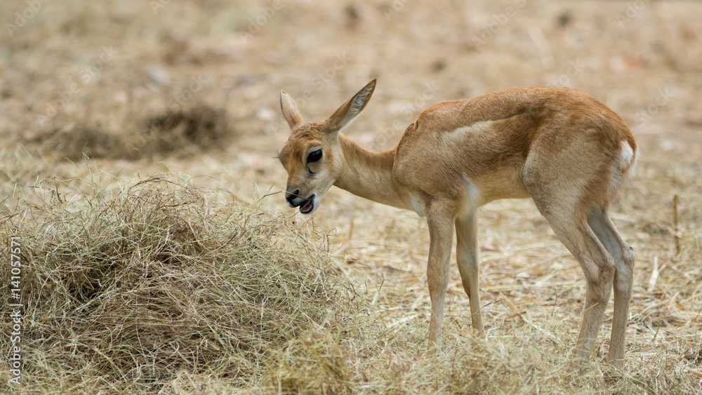Fototapeta premium Deer in zoo