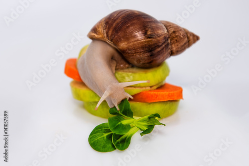 A snail eating a green leaf on the apple and carrot tower. photo