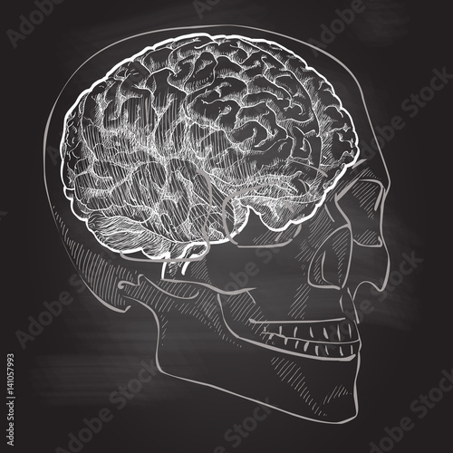 Human brain head anatomy