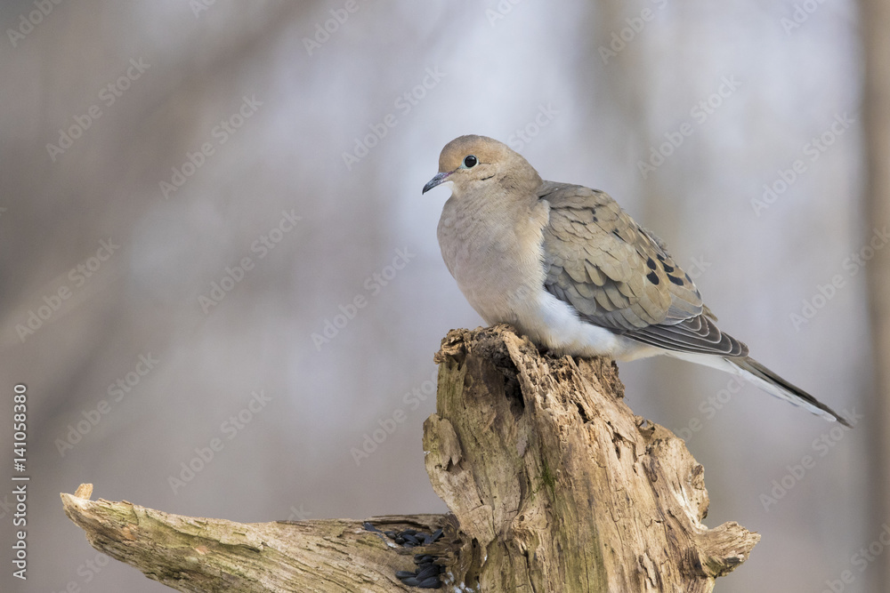 Morning dove Morning dove
