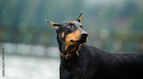 Fotografie Doberman Pinscher dog in front of water pier