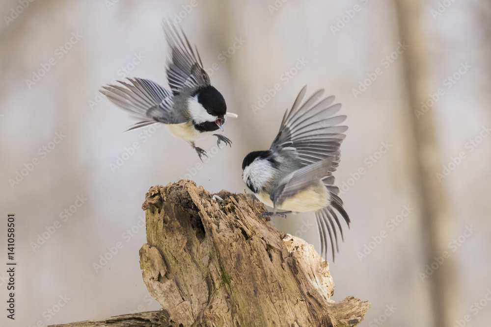 Fototapeta premium Black-capped Chickadee fighting